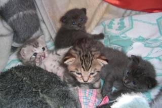 4 süsse Katzenbabys suchen ein neues Zuhause