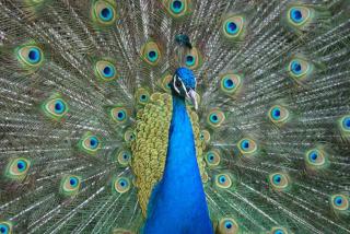 Blauer Pfau