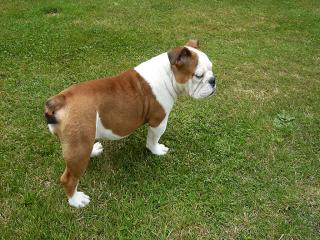 Englische Bulldogge Gina - 3 Monate alt
