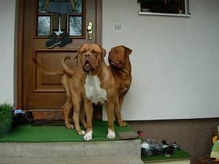 Bordeauxdoggen abzugeben