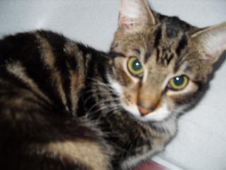 Kleiner haustieger kater zuverschenken