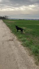 Boxer Mix rüde
