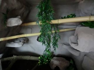 Terrarium zu verkaufen, TOP mit kompletter Rückwand für Nattern. inkl Höhlen,