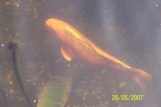 KOI abzugeben