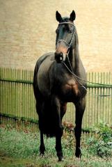 Irischer Vollblüter / Stkm. 173 cm / Schwarzbraun, KB FS
