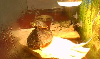 Gebe 2 Gelbwangenschildkröten Aquarium ab