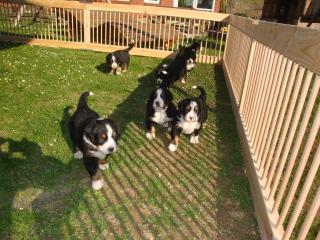 Berner Sennen Hunde
