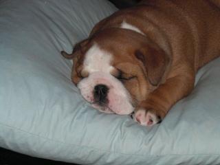 Süßes English Bulldog Mädchen