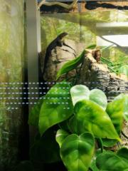 Blaue Rotkopfgeckos an erfahrene Hände abzugeben