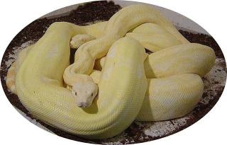 Boa C. I. Albino Kahl Linie Coral Zuchtpaar 2021