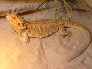 5 Farbbartagamen abzugeben Subadult, Adult