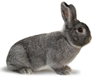 Kleinchinchilla / Zuchtstamm / aus Zucht