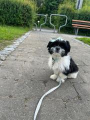 Liebevoller Shih Tzu
