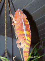 Pantherchamäleon pärchen
