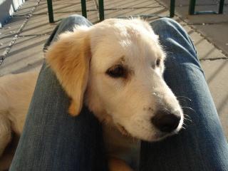 Golden Retriver Weibchen sucht neues Zuhause