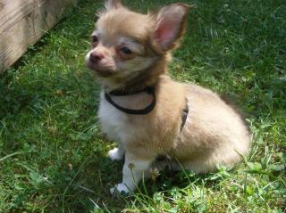 Supersüße Reinrassige Chihuahua LH Welpen