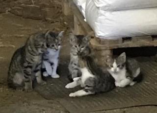 Katzenbabys 12 Wochen