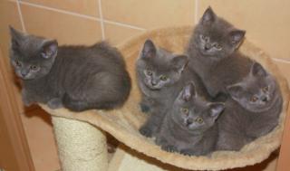 BKH Kitten in blau, süße kleine Karthäuser