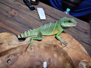 Grüne Wasseragame