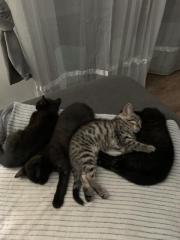 11 Wochen alte Katzenbabys