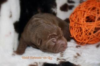 Shar pei welpen geb. am 22. 10. 2021