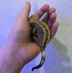 Crested Gecko / Kronengecko Pinstripe abzugeben