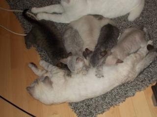 Süße BKH - Don Sphynx Edelmixkitten