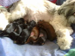 Shihtzu -kleinbleibende hunde. shorkis