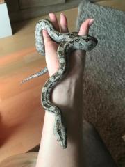 Tarahumara 1. 0