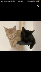 Bkh-Maincoon Kitten suchen ein liebevolles Zuhause