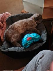 British kurzhaar/schottische faltohrkatze mischling