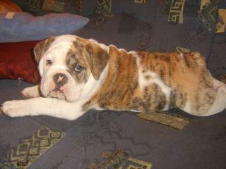 Englisch-Bulldog Rüden 13 Monate jung