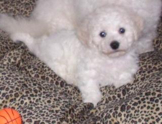 Bichon Fris Welpen