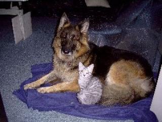 Wir suchen Ihr Tierfoto