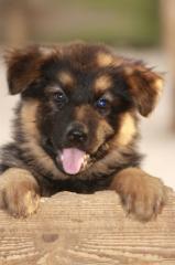 Altdeutsche Schäferhund Welpen abzugeben