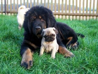 Do Khy Tibet Mastiff Hündin