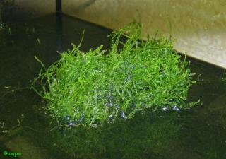Java - Moos V. dubyana für Aquarien Terrarien Große Portiones