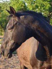 Netter alter Rentner sucht