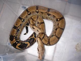1. 1 Boa c. imperator adultes Paar DNZ 2021 2021