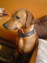 Unsere Ridgeback Welpen sind da, geb. 26. 10. 10