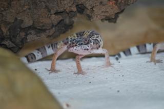 Leopardgecko NZ 2021