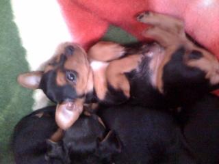 Zwergpinscher