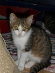 Lieber, schmusiger Kater Merlin sucht Zuhause auf Lebenszeit