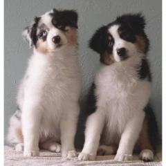 Australian Shepherd Welpen