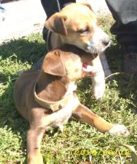 Amstaff Welpen