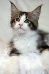 Traumhafter Maine Coon Schmusetiger aus einmaliger Verpaarung.