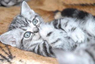 BKH - Whiskaskätzchen - Silber Tabby Katerchen
