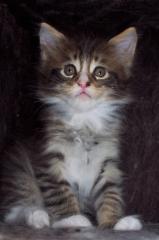 Typvoller Maine Coon Kater