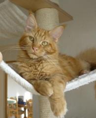 Roter Maine Coon Kater, ein absoluter kleiner Schmusebär