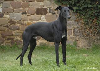 Nico, Galgo, m. , geb. November 2021